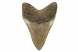 Fossil Megalodon Tooth - North Carolina #221885-1